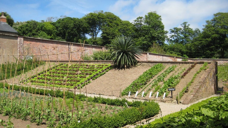 Sloping vegetable beds with neat rows of green plants, bamboo supports and a large spiky-leaved plant, enclosed by historic brick walls at Trengwainton Garden in Cornwall.